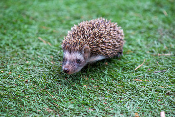an angry hedgehog sits on the fresh green grass