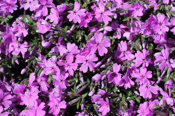Purple Verbeba Flowers with green leaves in a small garden.