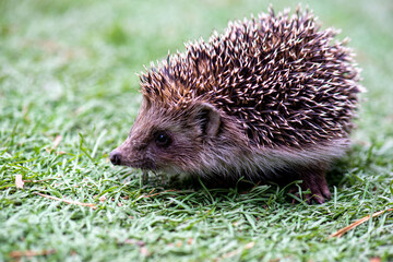 a kind hedgehog runs on a green meadow