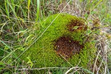 長野県諏訪市の霧ヶ峰を登山している風景