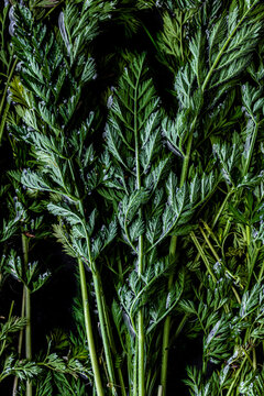 Organic Carrots Leaves