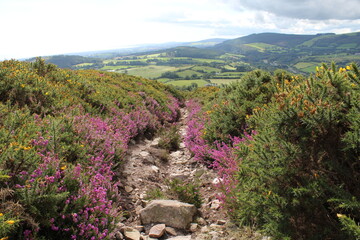 Mountain path with heather on either side with mountain view