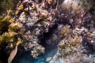 coral reef in aquarium