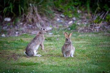 Naklejka na ściany i meble Rabbits breed really fast and are a major pest in Central Otago, New Zealand