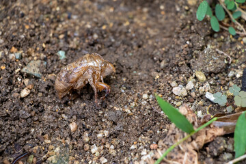 土の上に残されたセミの抜け殻