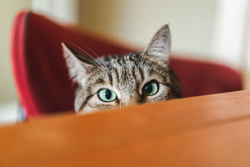 Portrait of cute cat looking at camera