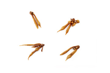 Finger root rhizome isolated on white