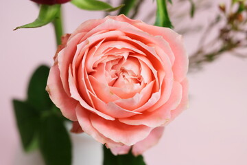 ローズ　ラシャンス