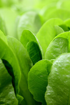 Green lettuce background