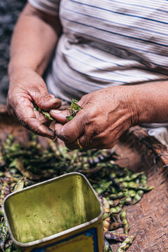Faceless woman shelling beans while sitting at kitchen table