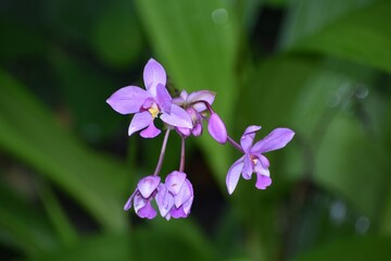 Purple tropical Spathoglottis plictata flowers