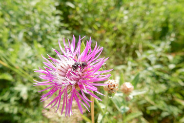Purple meadow cornflower and insect on blurred summer background