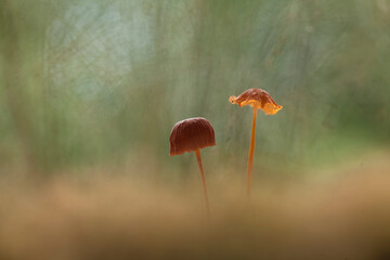 Beautiful Mushrooms in Nature Life's