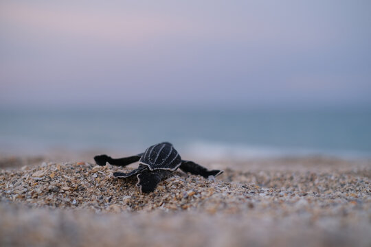 A Baby Leather Back Sea Turtle heads to the Ocean