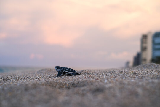 A Lone Leatherback baby sea turtle heads to the ocean