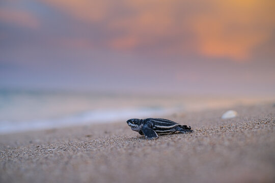 A Baby Leatherback Sea Turtle makes it way to the Atlantic Ocean 