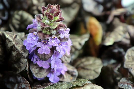 Closeup of Ajuga Black Scallop flowers blooming