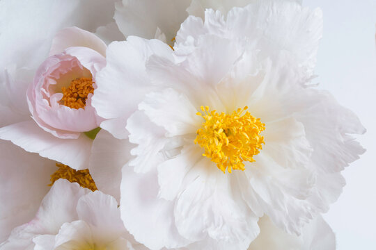 White Peony flower bouquet