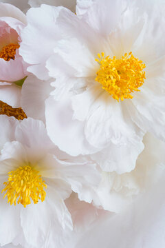 Peony floral bouquet