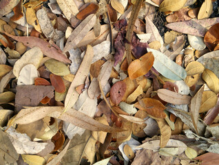 Close up dri leaf. Dry leaf background.
