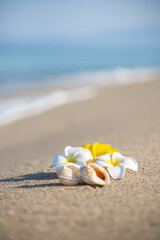 砂浜とプルメリア