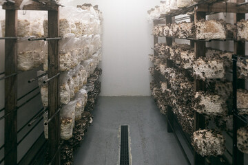 Shitake Mushrooms In A Cultivation Growth Medium