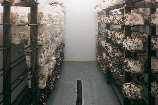 Shitake Mushrooms In A Cultivation Growth Medium