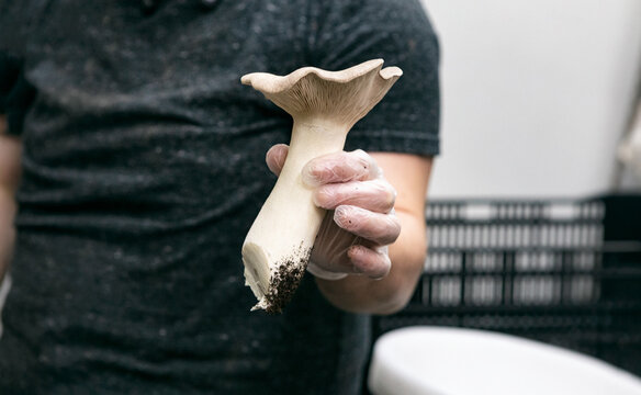 Woman Cutting And Cleaning King Oyster Mushrooms