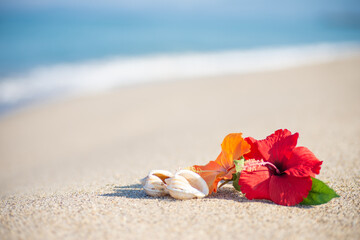 砂浜とハイビスカス