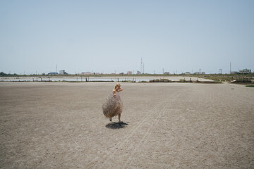Girl with dry plant in the desert