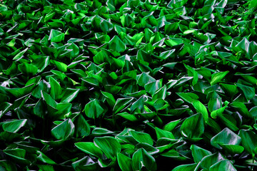 closeup Green leaves of water hyacinth
