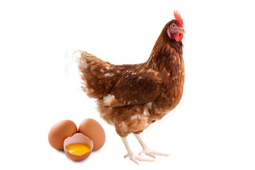 hen standing on side isolated on White background, concept Eggs Fresh from farm