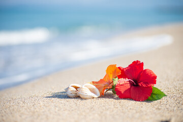 砂浜とハイビスカス