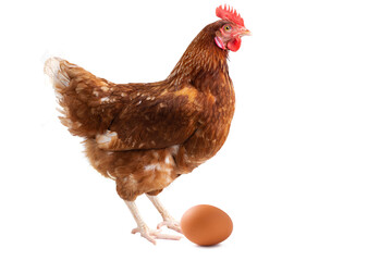 hen standing on side isolated on White background, concept Eggs Fresh from farm