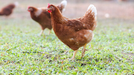 hen standing on side isolated on White background, concept Eggs Fresh from farm