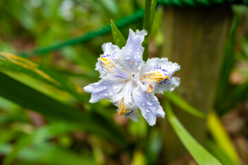 東京都八王子市の高尾山登山の風景 A view of climbing Mt. Takao in Hachioji City, Tokyo