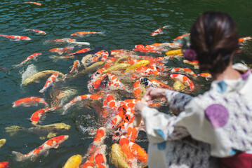 鯉に餌をやる浴衣の女性