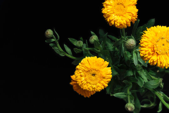 Calendula flowers