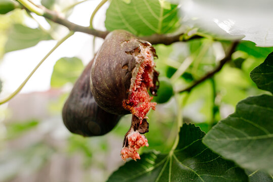 Chewed fig hanging from tree