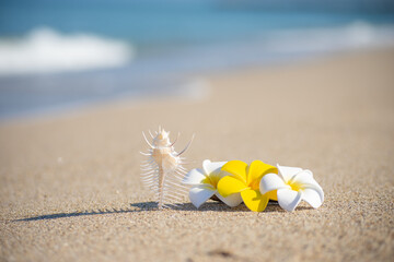 Obraz premium 砂浜とプルメリア