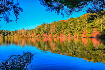 Autumn colour of Shirakoma Pond, Shirakoma pond is located in Nagano Prefecture, Japan., beautiful autumn colored leaves trees reflected in Water around Shirakoma pond.