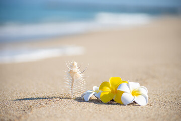 Obraz premium 砂浜とプルメリア