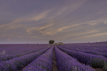 Mesmerizing shot of a lavender field at sunset in Brihuega, Spain