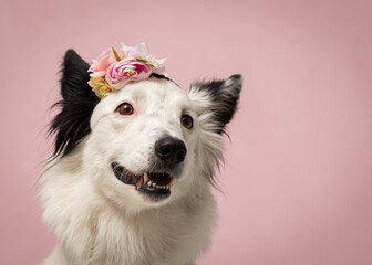Border Collie sorrindo em fundo rosa e de coroa de flores