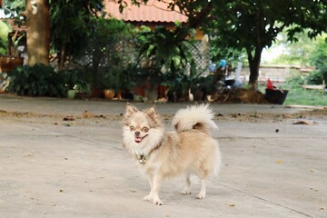 Fototapeta na wymiar Cute of white and brown chihuahua dog pet animal