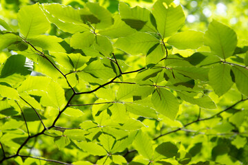 Fototapeta na wymiar Green leaves lightened by the spring in the sun. 