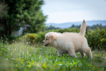 Filhote de golden retriever correndo em gramado verde