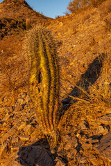 A lone cactus in the desert of Phoenix Mountain Preserve