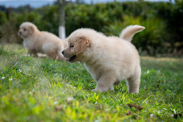 Filhote de golden retriever correndo em gramado verde