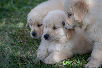 Fototapeta premium Filhote de golden retriever correndo em gramado verde